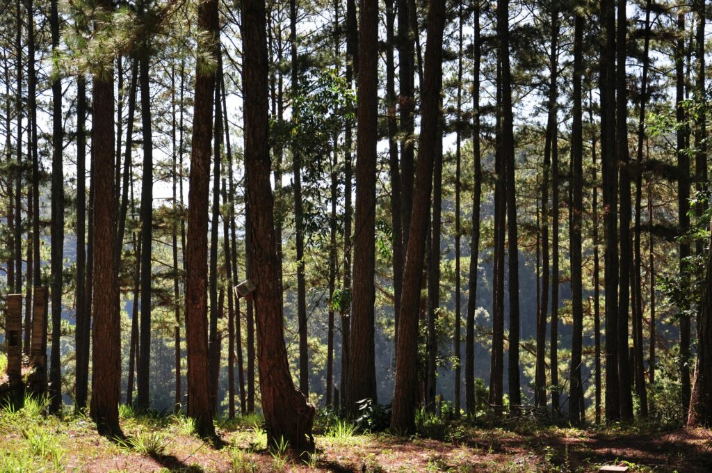 Tranquil pine forest capturing sunlight filtering through tall trees. Ideal for nature themes.