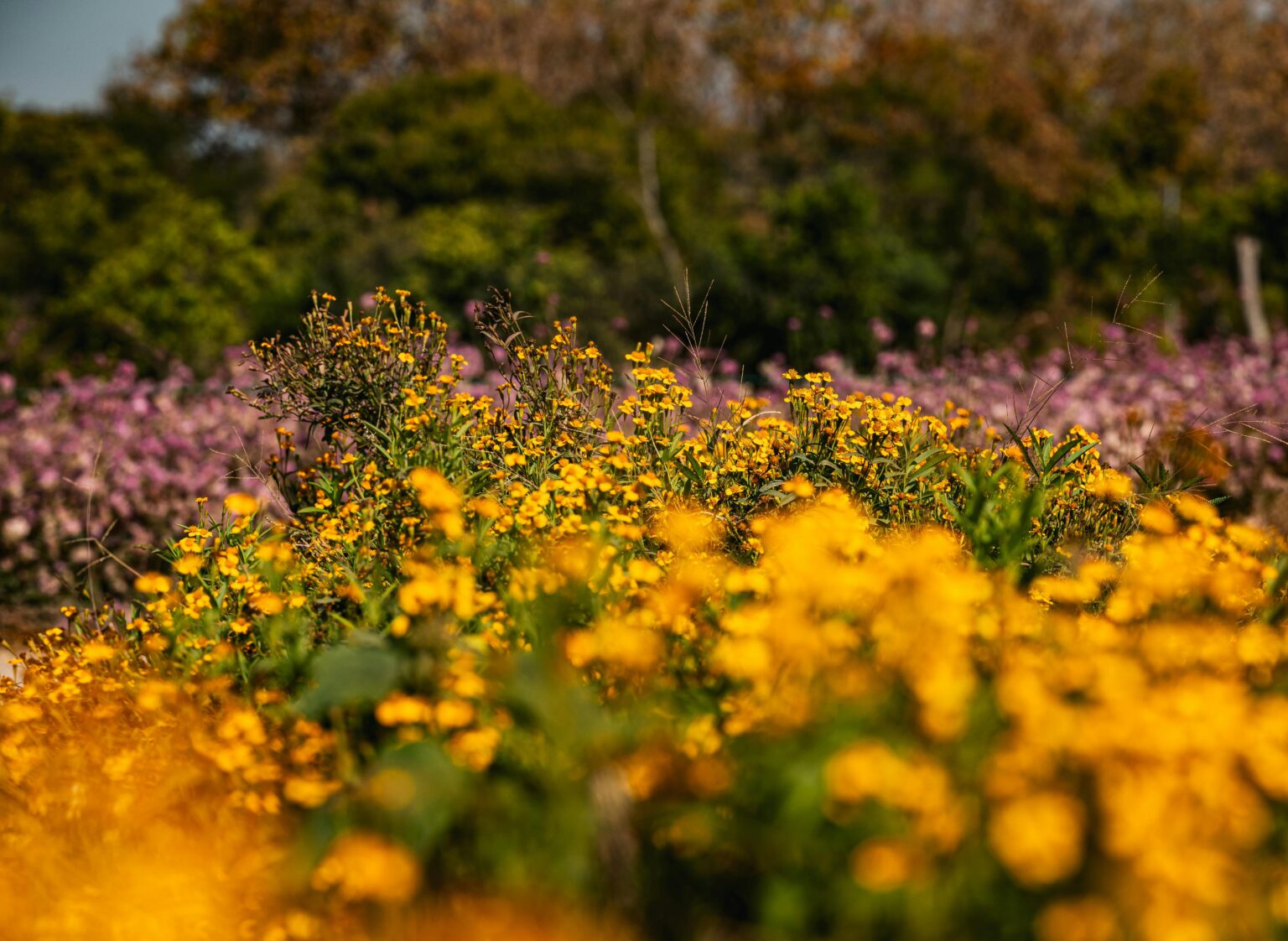 A vibrant field of yellow flowers under a clear sky in Thailand, showcasing the beauty of nature.