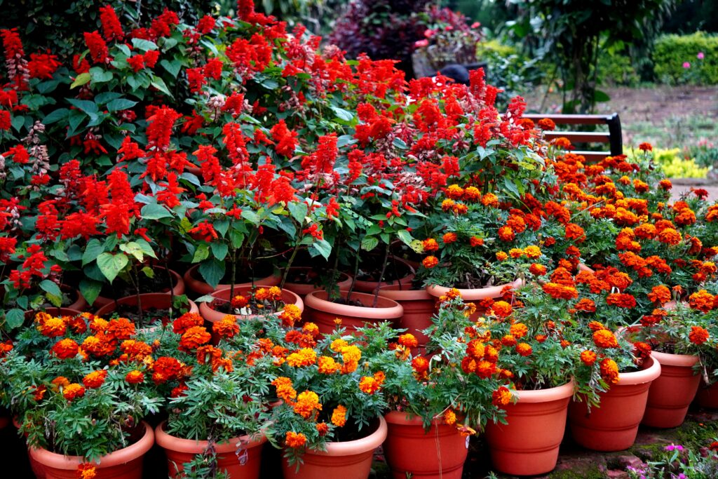 Beautiful garden scene with red and orange flowers blooming in terracotta pots, showcasing vibrant nature.