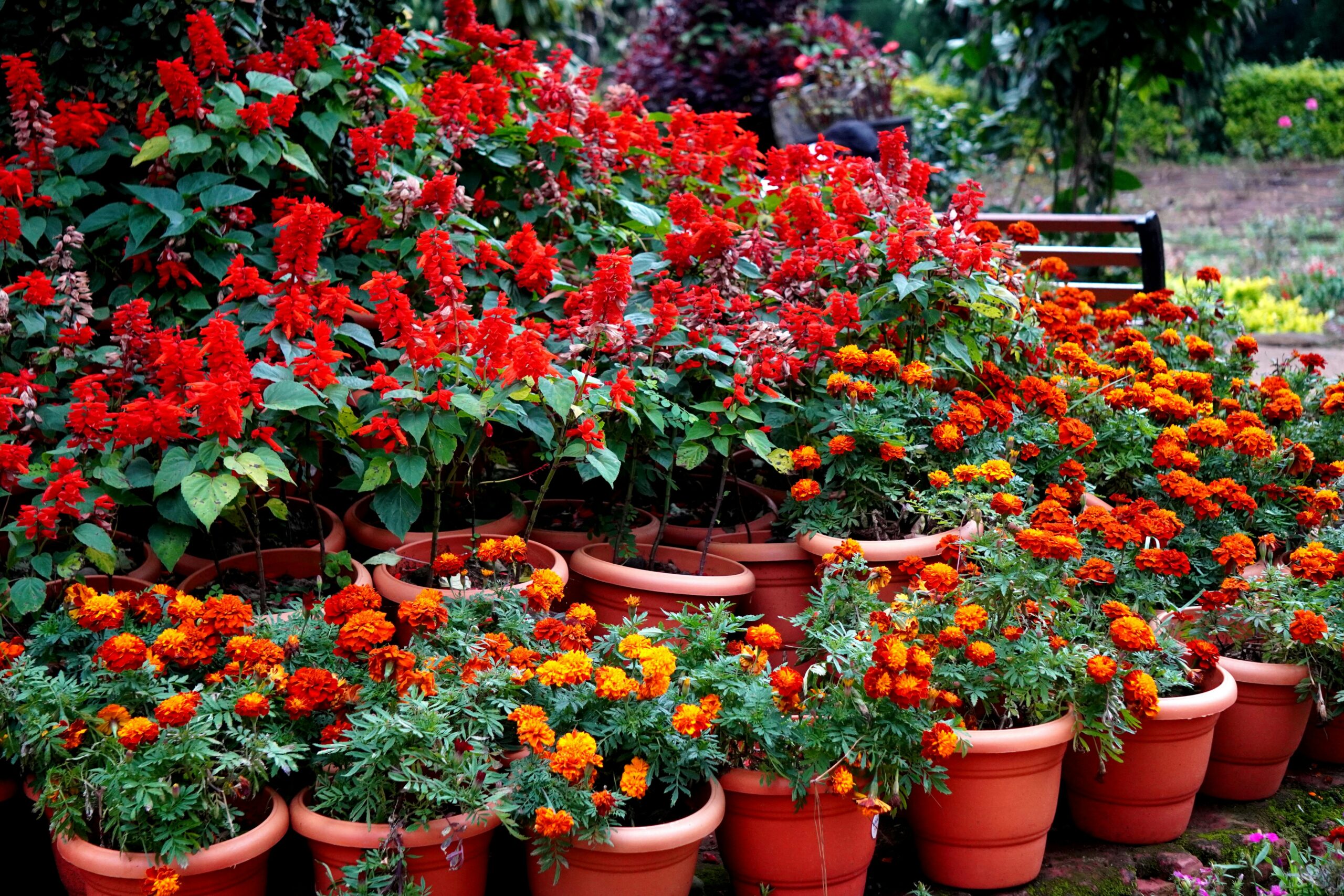 Beautiful garden scene with red and orange flowers blooming in terracotta pots, showcasing vibrant nature.