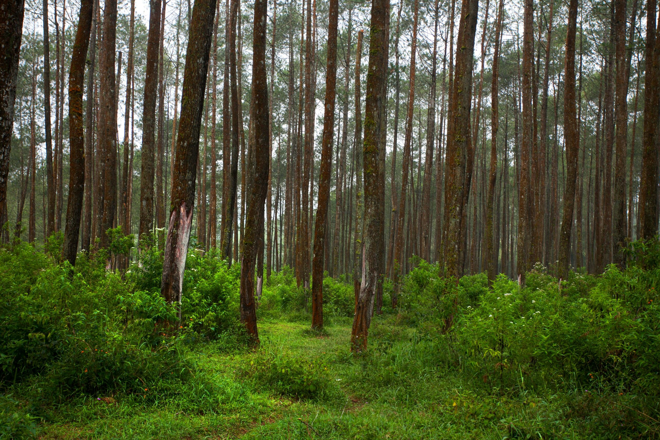 A lush pine forest with dense greenery creates a tranquil, natural ambiance.