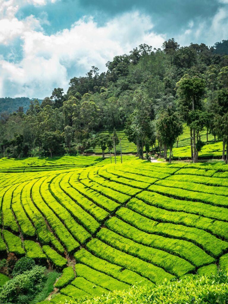Scenic view of abundant tea fields and verdant trees growing on hilly valley growing under blue sky in countryside